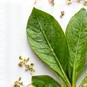 Dedaun hijau, biji chia, dan kacang pea, melambangkan protein berasaskan tumbuhan.